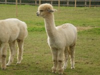 /album/alpies/sunny-print-jpg/